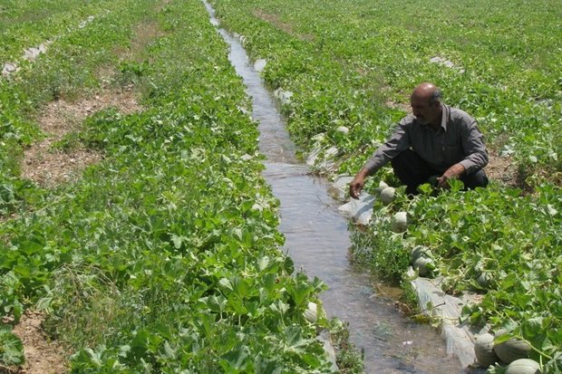 مستند «بهشت بیابان» و «سیاه خفته» در ایلام می شوند