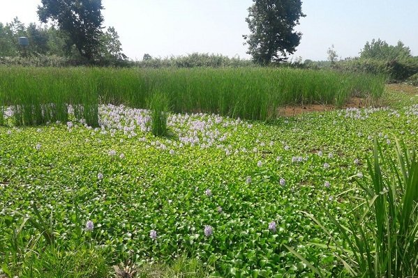 مشاهده سنبل آبی در شفت/نفس تالاب «آبندان» به شماره افتاد