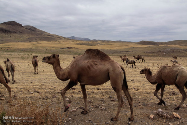 ظرفیت پرورش ۱۶ هزار نفر شتر در اراضی بیابانی یزد فراهم شد