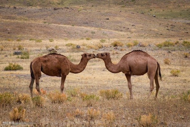 Breeding camels in Iran