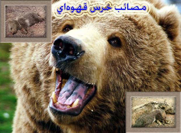 دستان خالی جنگل‌های فارس برای بزرگترین گوشتخوار ایران
