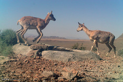 گونه‌های حیوانی در مناطق شکارممنوع استان بوشهر رو به افزایش است