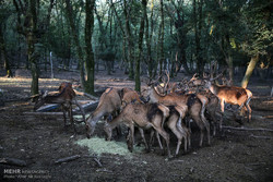 Hopes rise for red deer survival in northern Iran