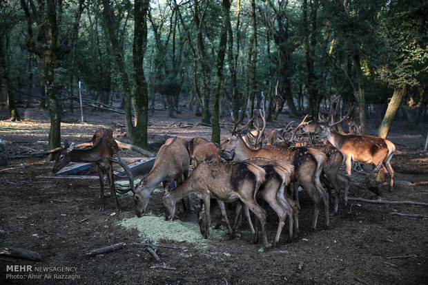 Hopes rise for red deer survival in northern Iran