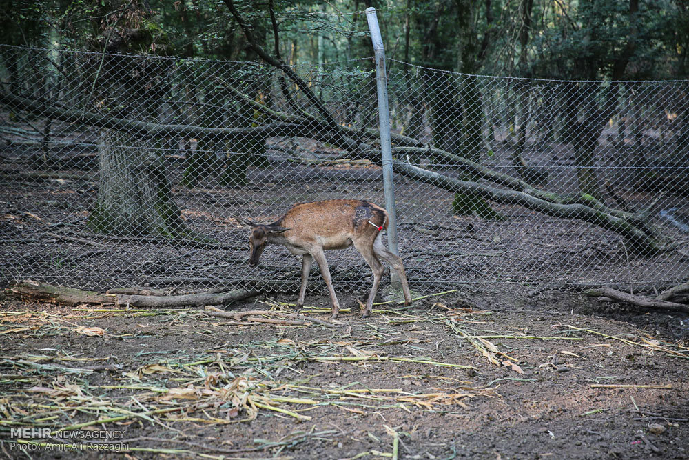 دوران طلایی آهوان ایرانی در دشت/ ناز مرال ها در سمسکنده