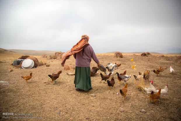 Shahsevan nomad women