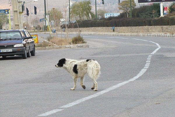 طرح زنده گیری سگ‌های ولگرد در بجنورد اجرا می‌شود 