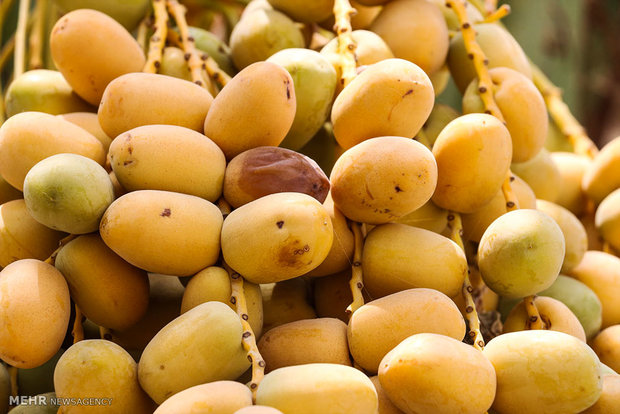 Date trees bear fruit in Hormozgan