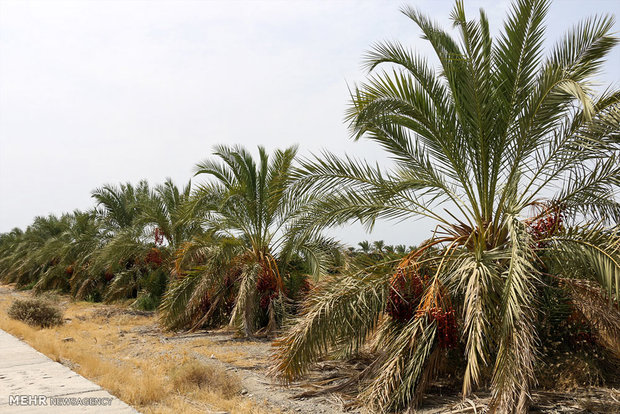 توسعه باغات در استان بوشهر ممنوع است/ احداث ۱۲ سد جدید