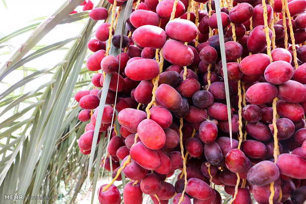 Date trees bear fruit in Hormozgan