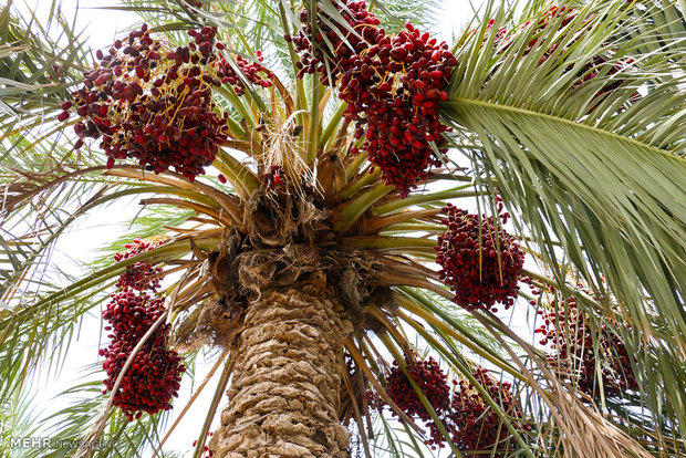 Date trees bear fruit in Hormozgan