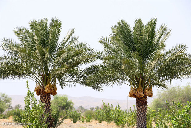 Date trees bear fruit in Hormozgan