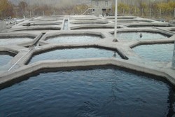 بیمه استخرها تنها راه کاهش خسارت یخبندان است