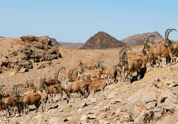 ۴ آبشخور در منطقه حفاظت شده کهیاز اردستان ساخته شد