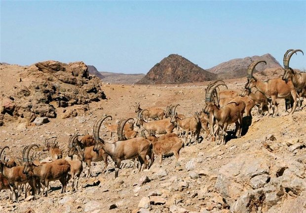 ۴ آبشخور در منطقه حفاظت شده کهیاز اردستان ساخته شد - خبرگزاری مهر | اخبار ایران و جهان | Mehr News Agency