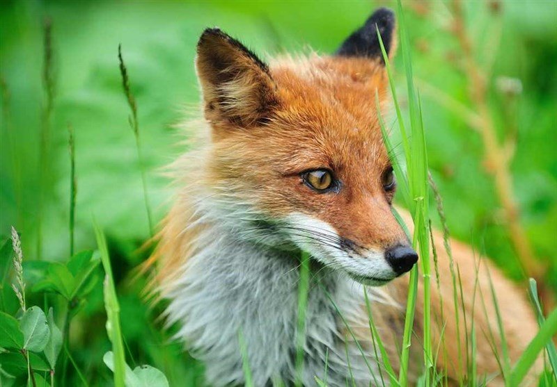 Climbers release fox caught in plastic container - Tehran Times