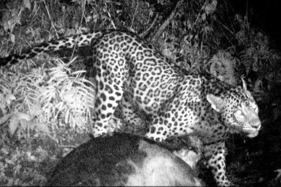 Camera trap captures Persian leopard