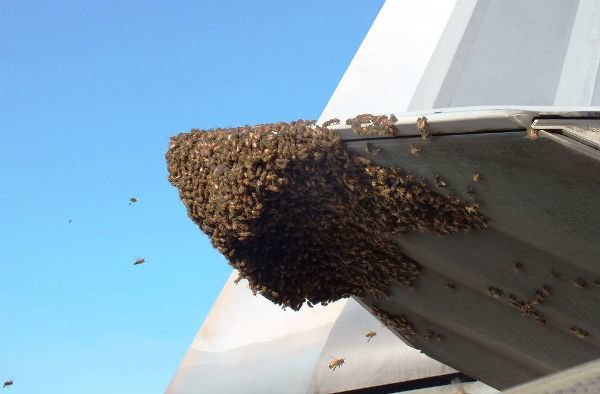 زنبورها پیشرفته ترین جنگنده جهان را زمین گیر کردند