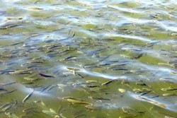 ۲۰ هزار قطعه بچه ماهی گرمابی در استخرهای «فنوج» رهاسازی شد