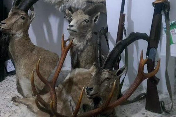 کشف محموله بزرگ تاکسیدرمی حیات وحش در تهران