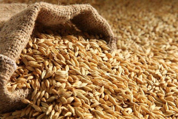 خرید بیش از ۵۹ هزار تن گندم توسط تعاون روستایی کرمانشاه