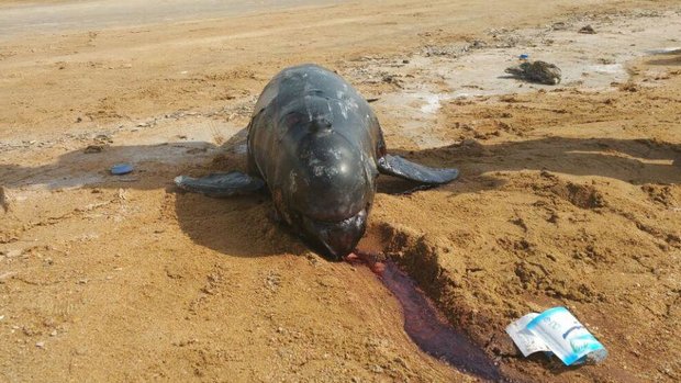 لاشه یک قطعه دلفین در ساحل بندر خمیر کشف شد - خبرگزاری مهر | اخبار ایران و  جهان | Mehr News Agency