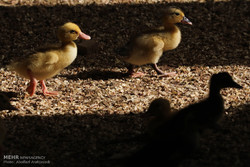 پرورش اردک در ورامین