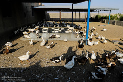 فعالیت ۷۲واحد غیرمجاز پرورش اردک در ورامین/اخطار جمع آوری صادر شد