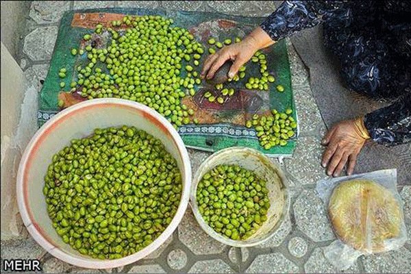 اصلاح باغات زیتون در دستور کار وزارت جهاد
