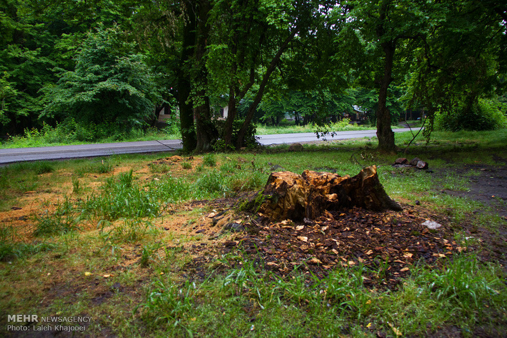 میراثی مرگباربرای حیات وحش گلستان/ مصوبه ای که ۲۰ سال خاک می خورد