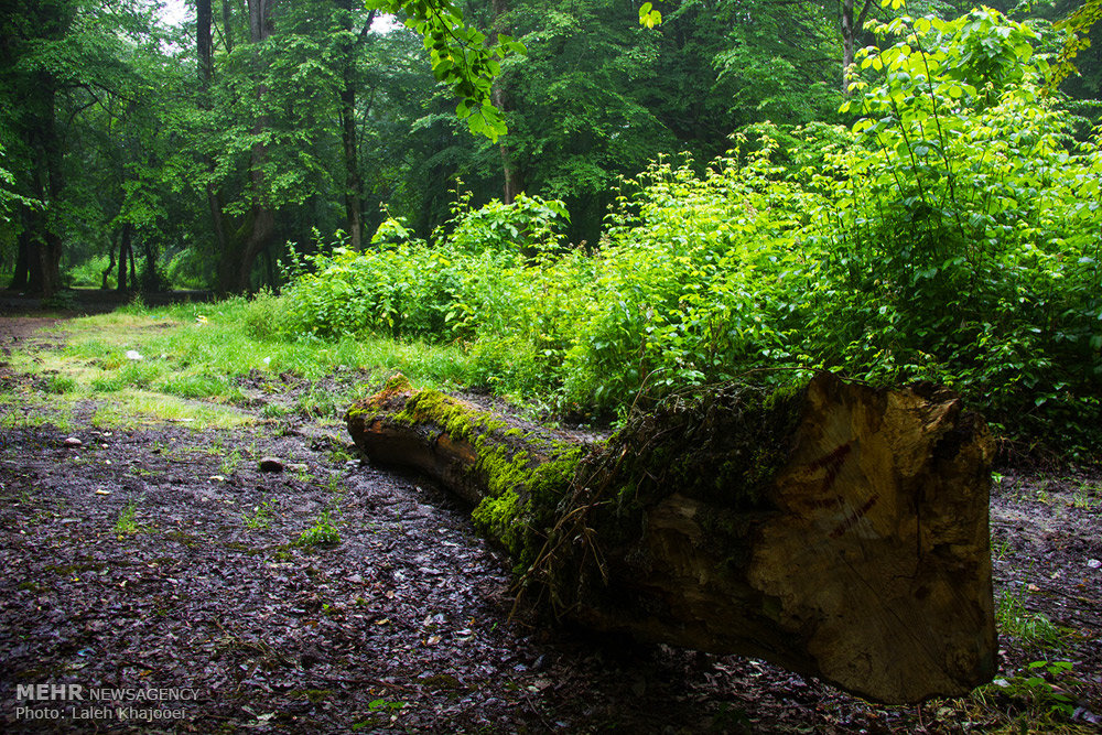 قاچاق و چوب کِشی تبعات خروج بی برنامه درختان افتاده و شکسته جنگل