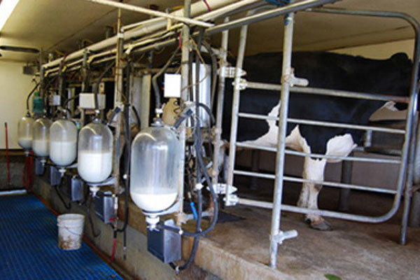 تولید ۶۳ هزار تن شیر در واحدهای دامی استان قزوین