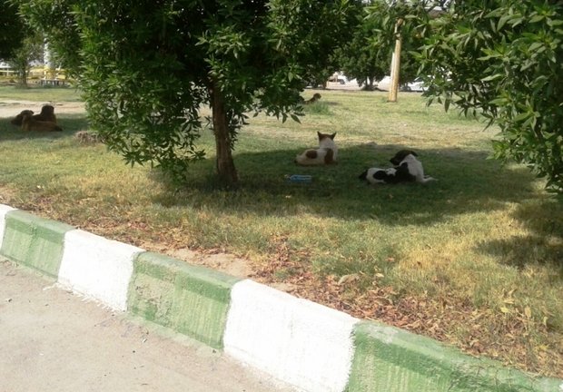 برخورد با شهرداری خرمشهر به خاطر سگ های ولگرد