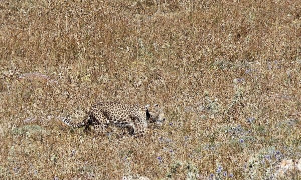 Female leopard ‘Hircan’ released back to the wild