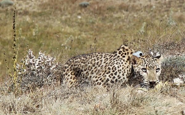 Female leopard ‘Hircan’ released back to the wild