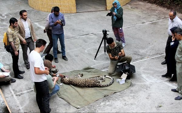 Female leopard ‘Hircan’ released back to the wild