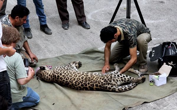Female leopard ‘Hircan’ released back to the wild