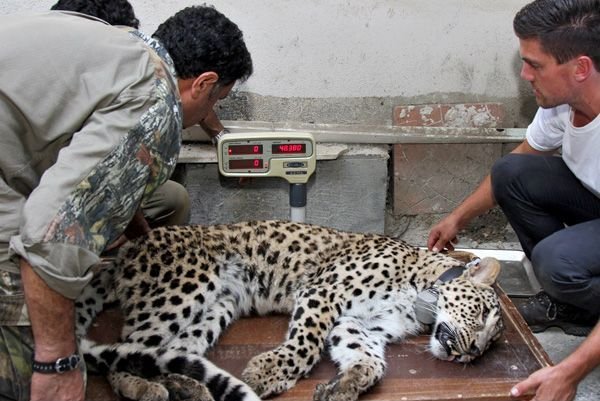 Female leopard ‘Hircan’ released back to the wild
