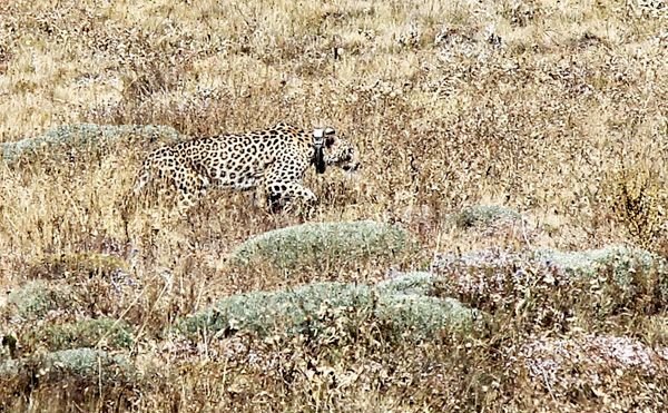 Female leopard ‘Hircan’ released back to the wild
