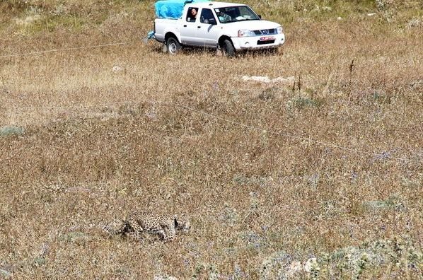 Female leopard ‘Hircan’ released back to the wild