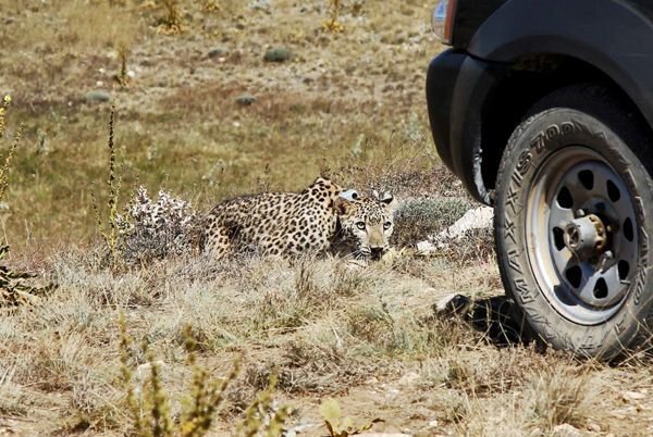 Female leopard ‘Hircan’ released back to the wild