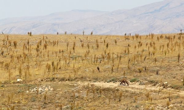 Female leopard ‘Hircan’ released back to the wild