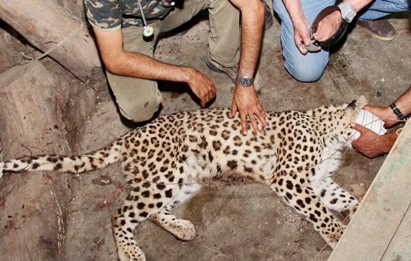Female leopard ‘Hircan’ released back to the wild