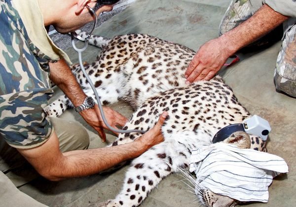 Female leopard ‘Hircan’ released back to the wild