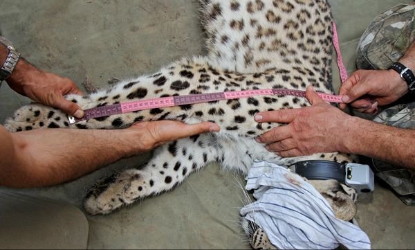 Female leopard ‘Hircan’ released back to the wild