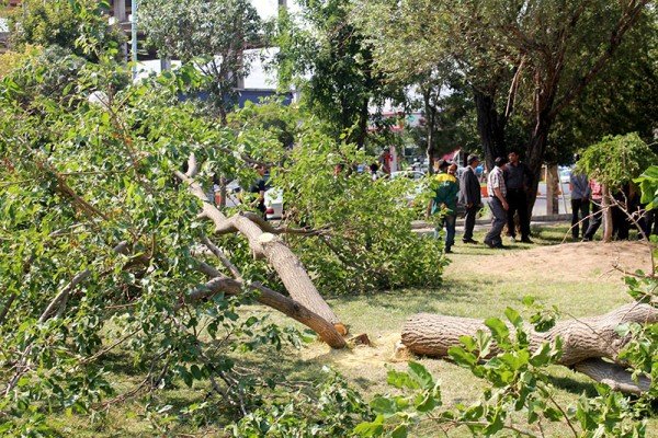 قطع درختان بلوار قدس آبادان برای تعریض خیابان است