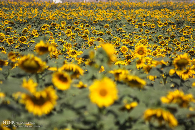 مزارع دوار الشمس في تاكستان قزوين