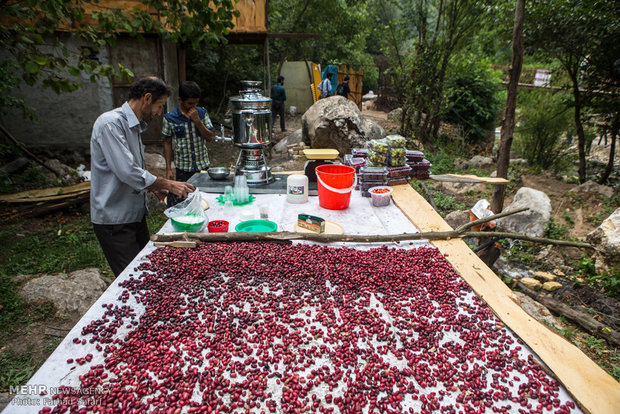 جشنواره زغال اخته در روستای هیر منطقه الموت قزوین