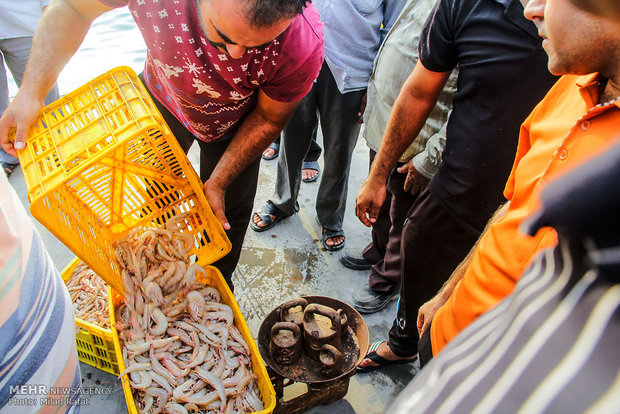 Freshwater hunters hauling shrimp in S Iran