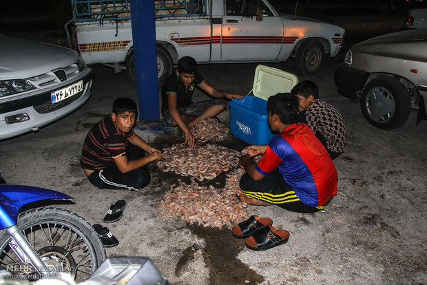 Freshwater hunters hauling shrimp in S Iran